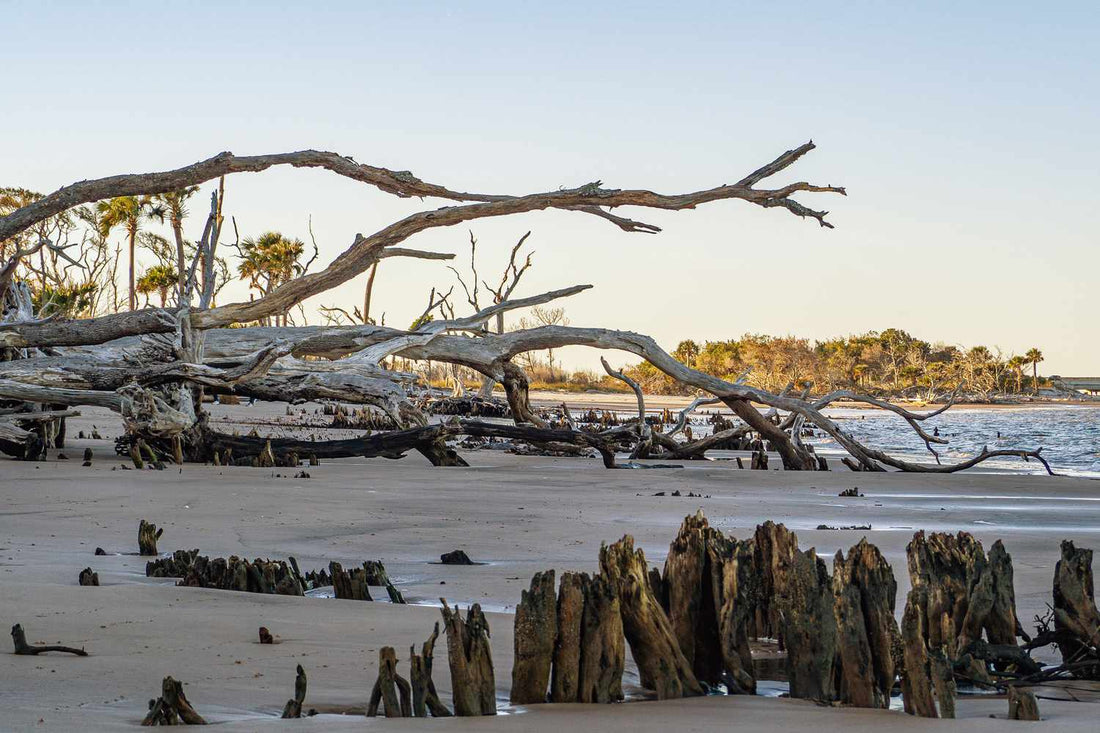 Top or Best Cartoons and Comics Agencies and Companies in Pembroke Pines, Florida