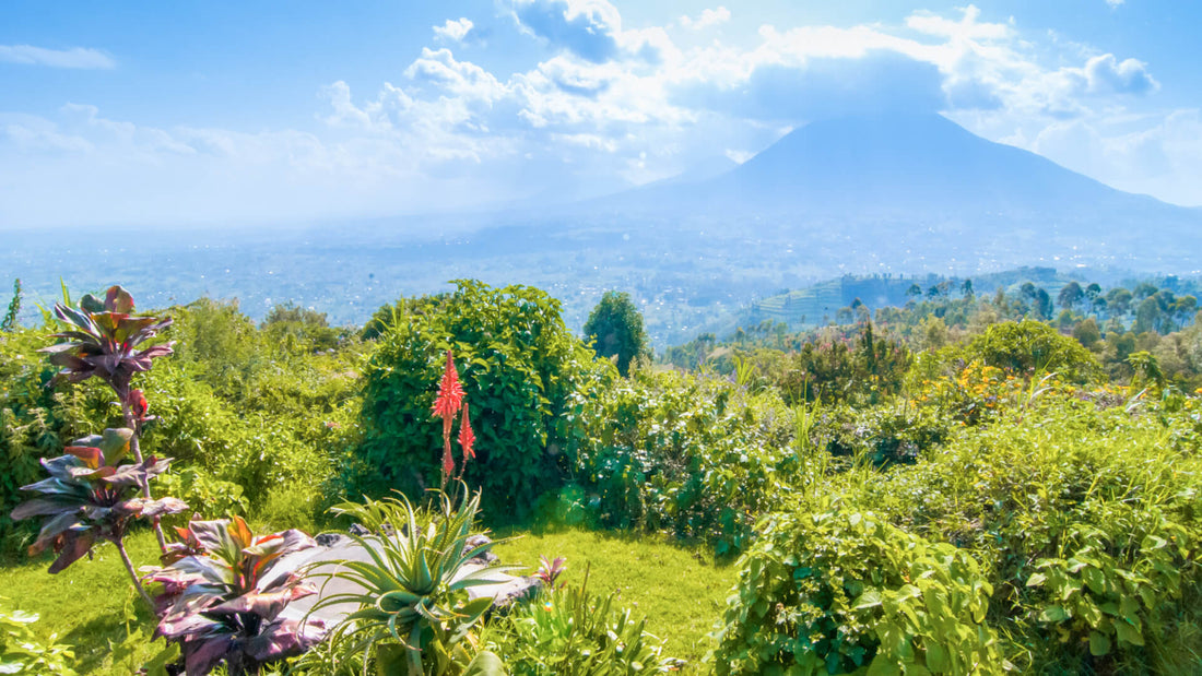 Best Instagram Management Companies in Rwanda