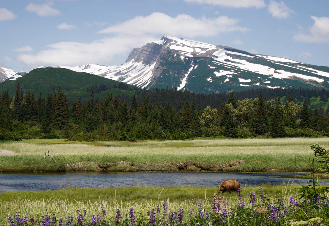 Top or Best Mural Design Agencies and Companies in Meadow Lakes, Alaska