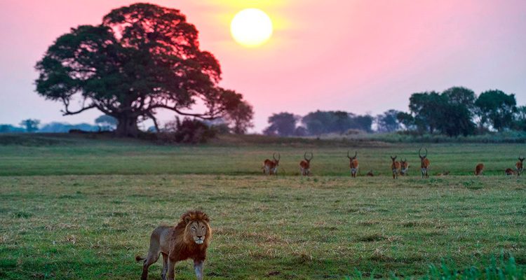 Top or Best Talent Management Agencies and Companies in Zambia