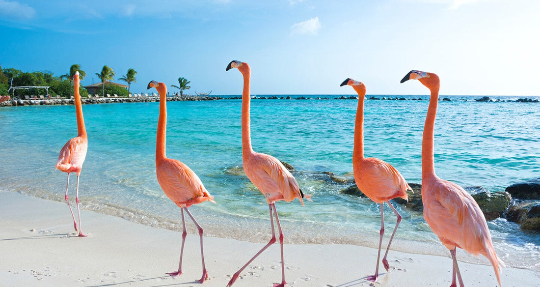 Top or Best Athlete Brand Partnership Agencies and Companies in Aruba