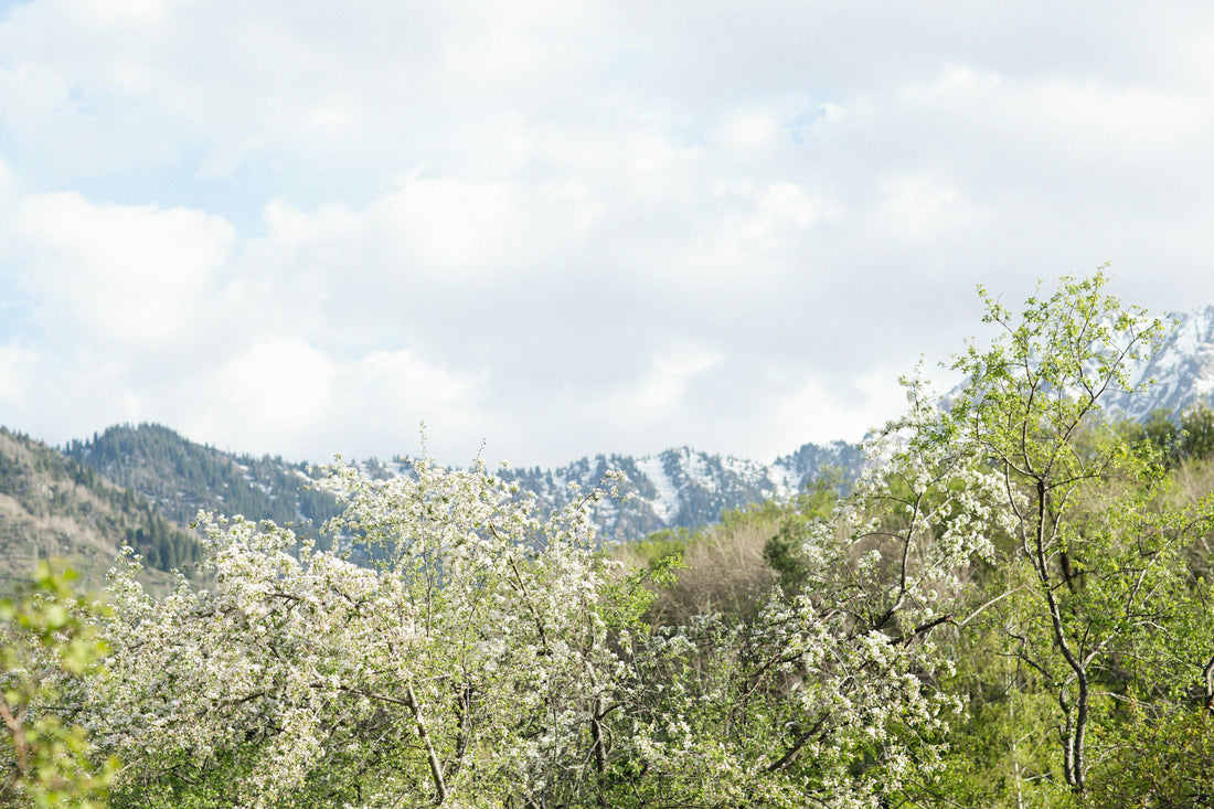Top or Best Video Editing Agencies and Companies in Spring Valley, Nevada