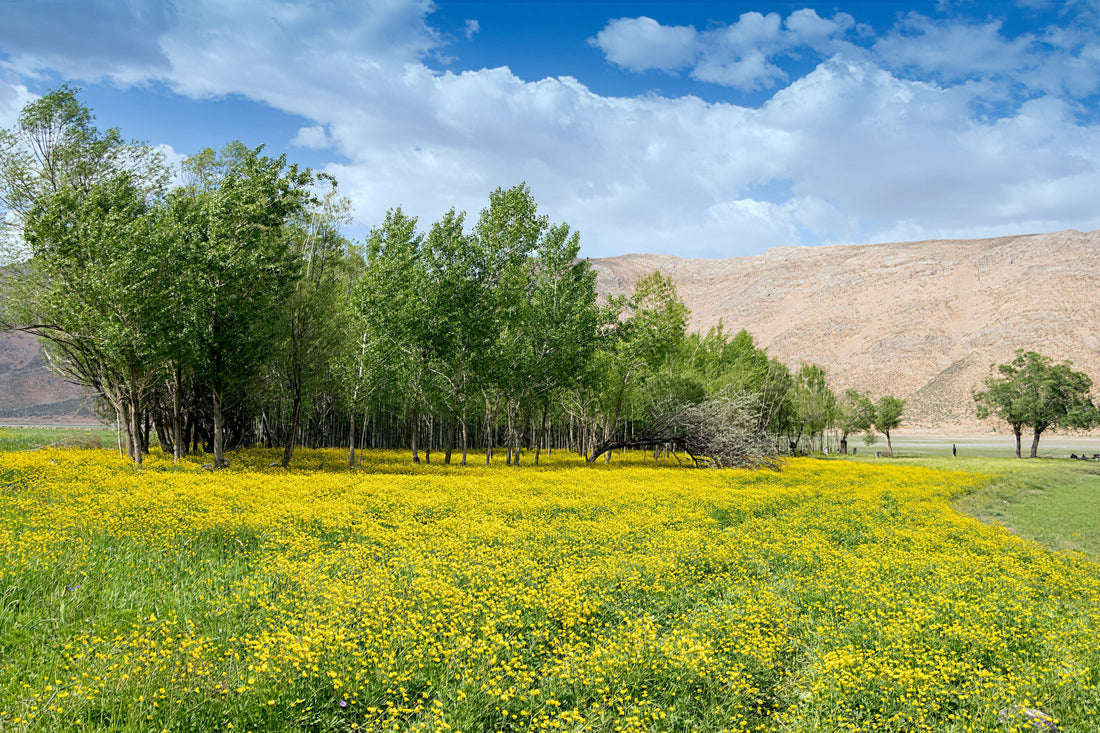 Top or Best Virtual Background Design Agencies and Companies in Spring Valley, Nevada