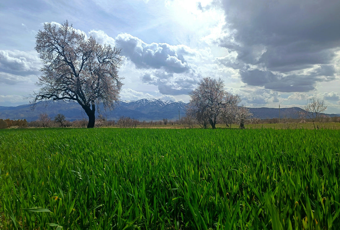 Top or Best Cartoons and Comics Agencies and Companies in Spring Valley, Nevada