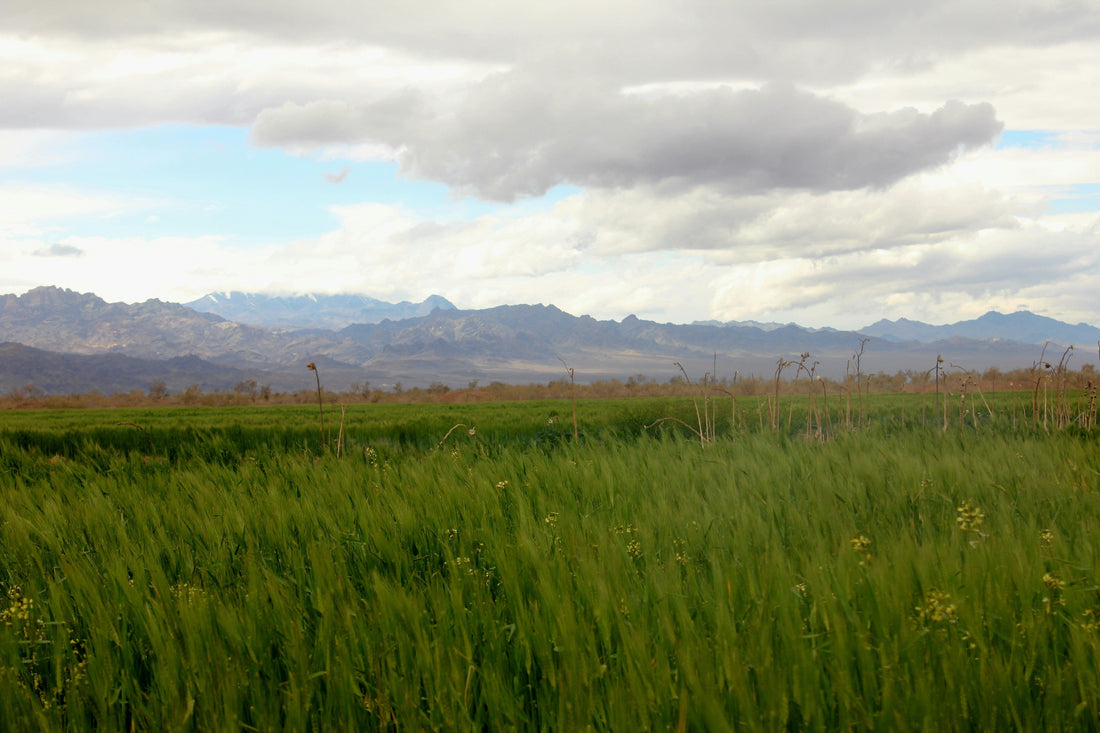 Top or Best Website Design Agencies and Companies in Spring Valley, Nevada