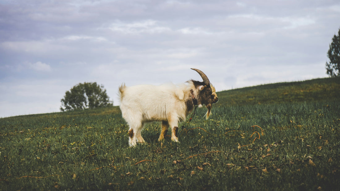 Top and Best Direct Mail Design Agencies and Companies in Casper, Wyoming