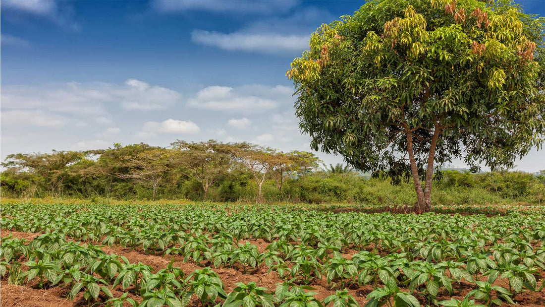 Top or Best Talent Management Agencies and Companies in Angola