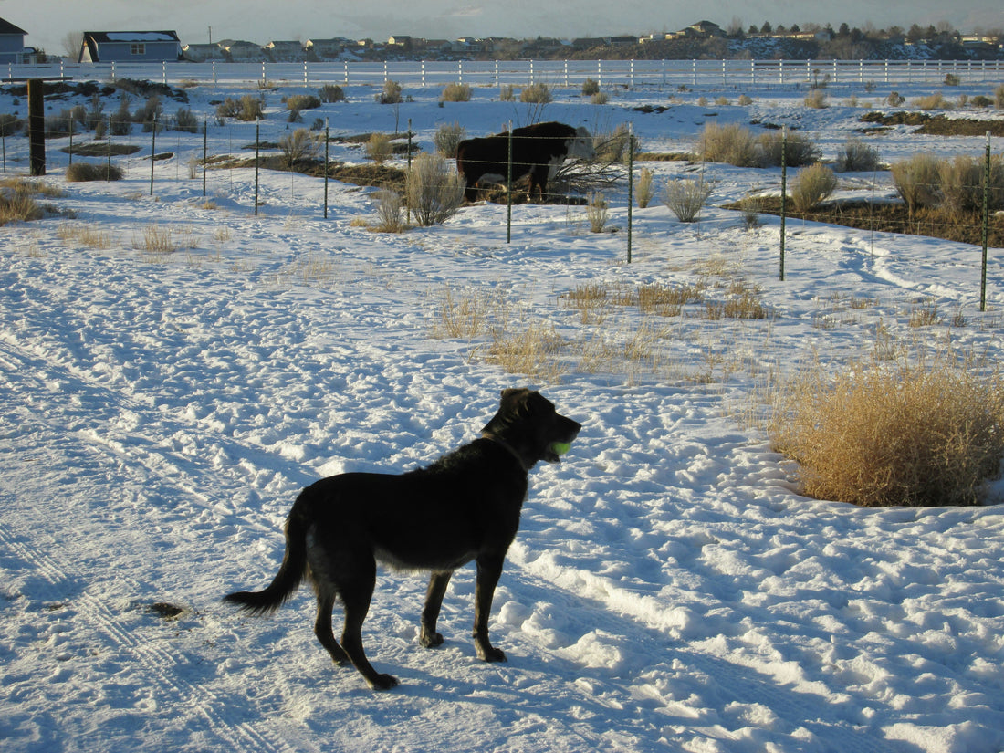 Top and Best Business Card Design Agencies and Companies in Carson City, Nevada