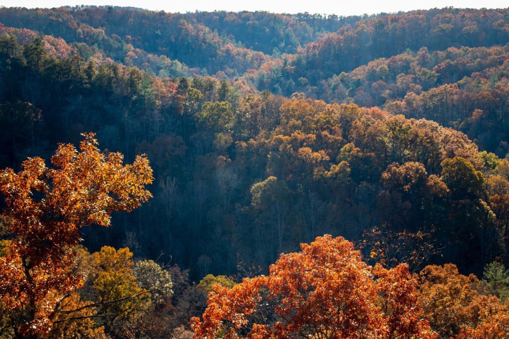 Top or Best Graphic Design Agencies and Companies in Raleigh, North Carolina