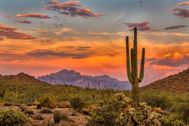 Best X (Twitter) Management Companies in Arizona