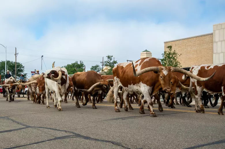 Top or Best Twitch Management Agencies and Companies in Dodge City, Kansas