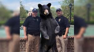 Top or Best Flyer Design Agencies and Companies in Bear, Delaware