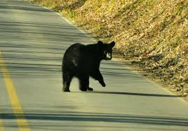 Top or Best Email Campaign Design Agencies and Companies in Bear, Delaware