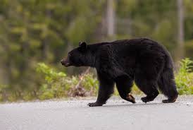 Top or Best Social Media Design Agencies and Companies in Bear, Delaware