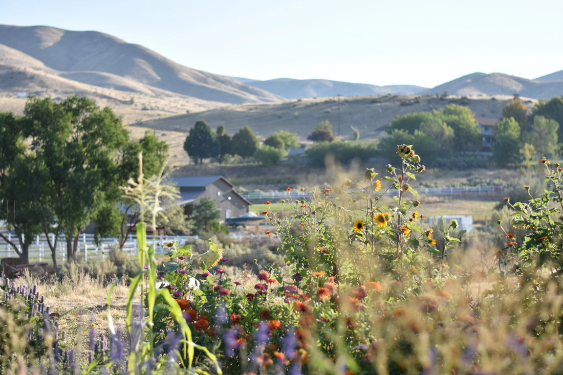 Best or Top  LinkedIn Management Agencies and Companies in Star, Idaho