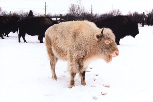 Top or Best Social Media Management Agencies and Companies in Jamestown, North Dakota