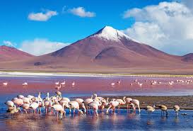 Best X (Twitter) Management Companies in Bolivia