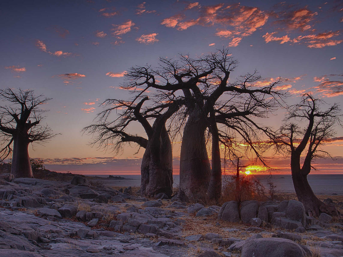 Top Web and Mobile Design Agencies in Botswana