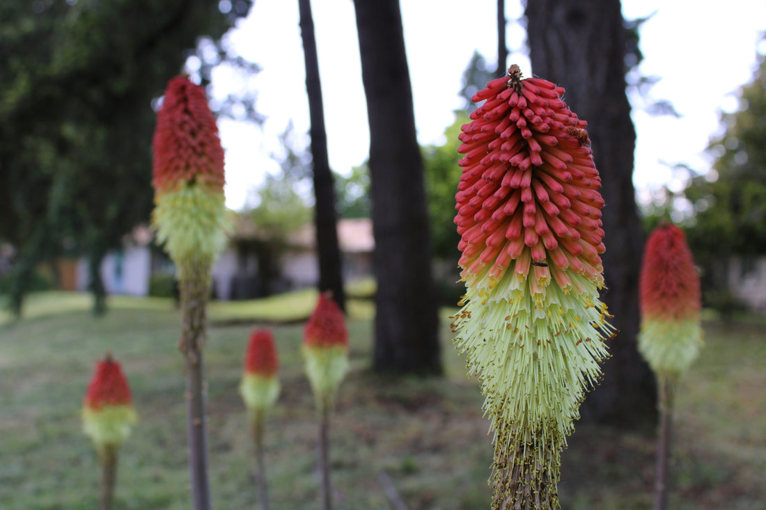 Top and Best Banner Ad Design Agencies and Companies in Corvallis, Oregon