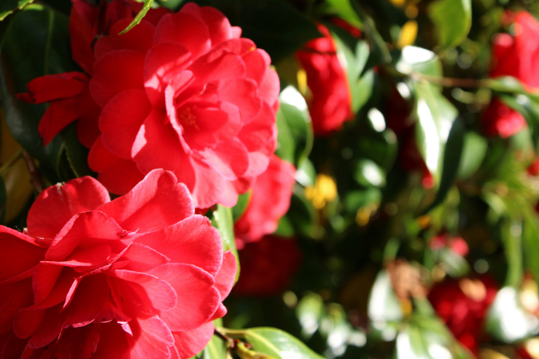 Top and Best Photo Editing Agencies and Companies in Corvallis, Oregon