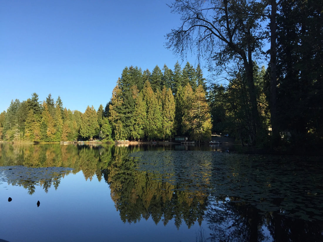 Top or Best X (Twitter) Management Agencies and Companies in Sammamish, Washington