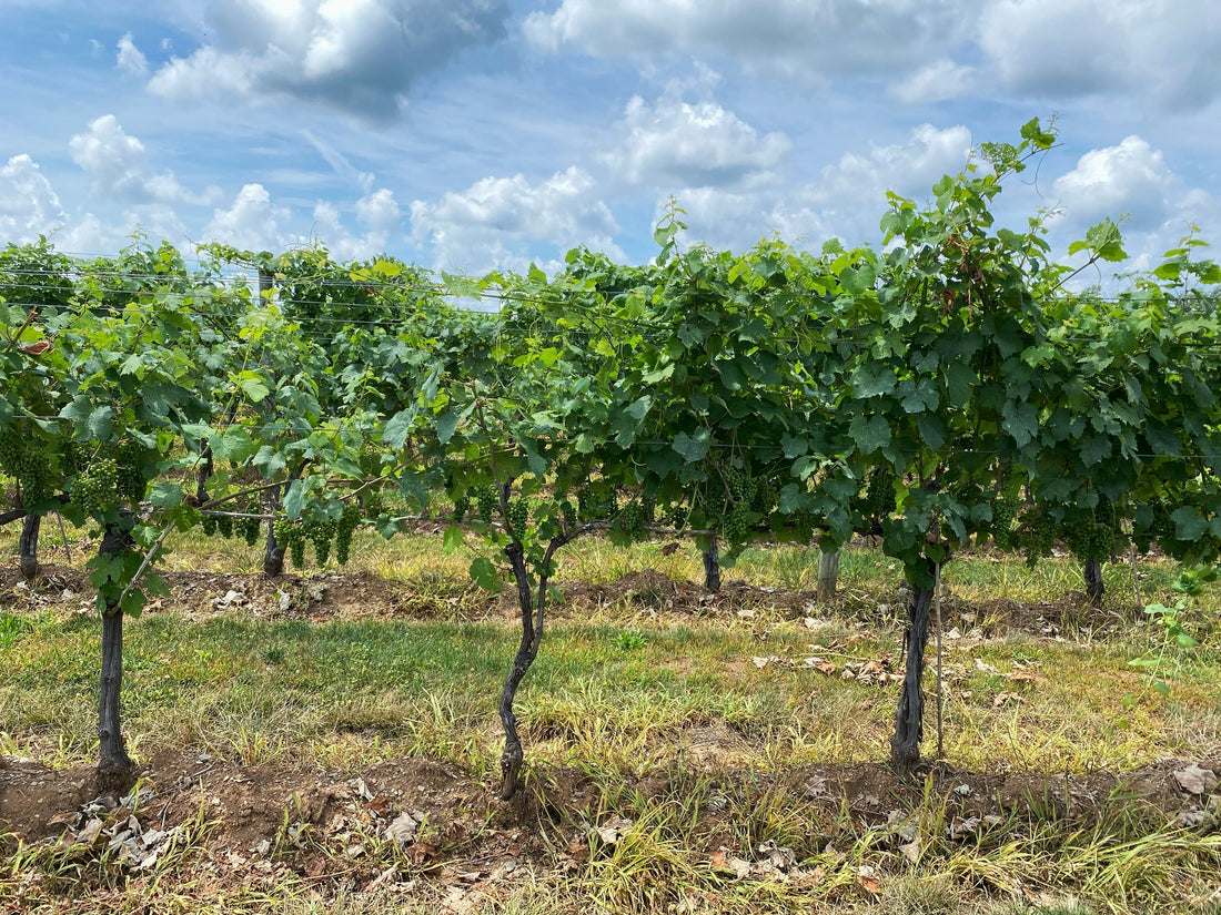 Top or Best Poster Design Agencies and Companies in Frederick, Maryland