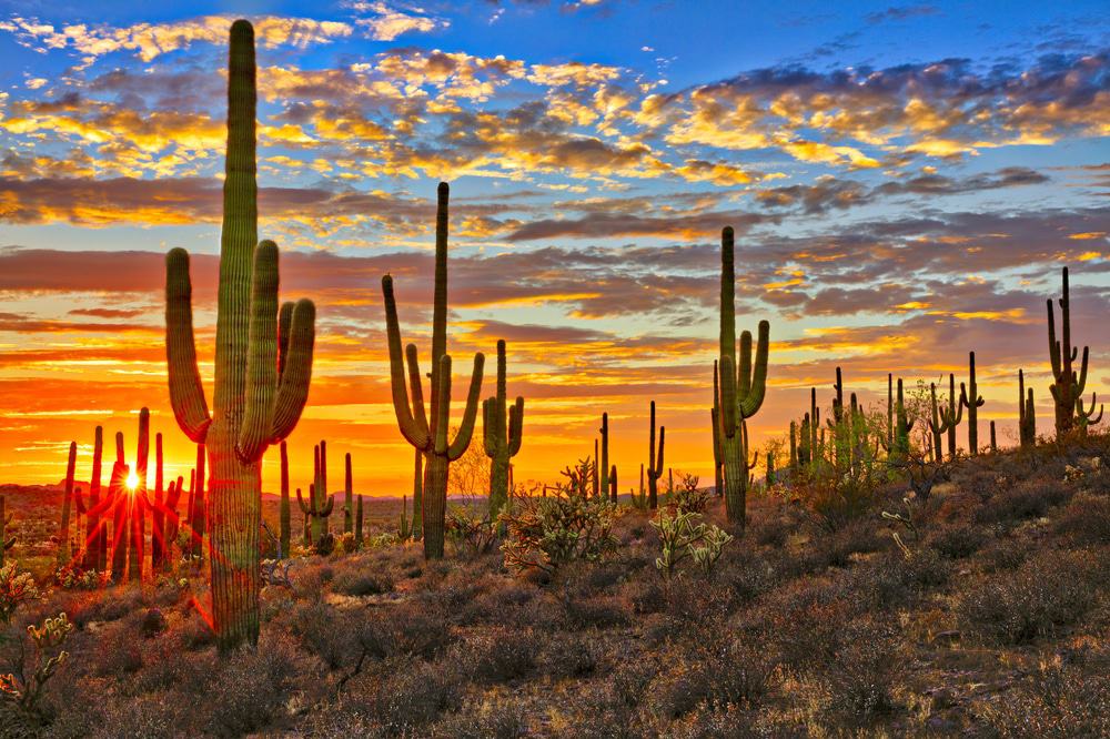 Top or Best Social Media Design Agencies and Companies in Phoenix, Arizona