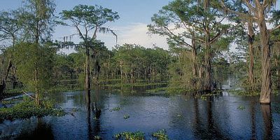 Top or Best Copywriting Agencies and Companies in Central, Louisiana