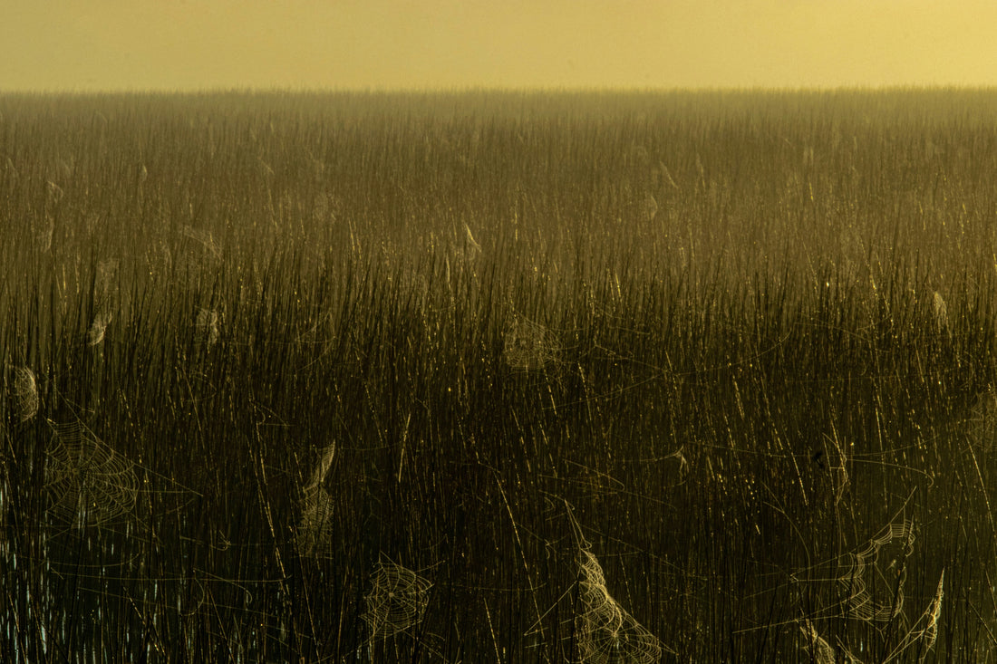 Top or Best Portraits and Caricatures Agencies and Companies in Emporia, Kansas