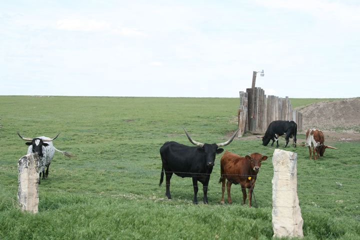 Top or Best Cartoons and Comics Agencies and Companies in Dodge City, Kansas