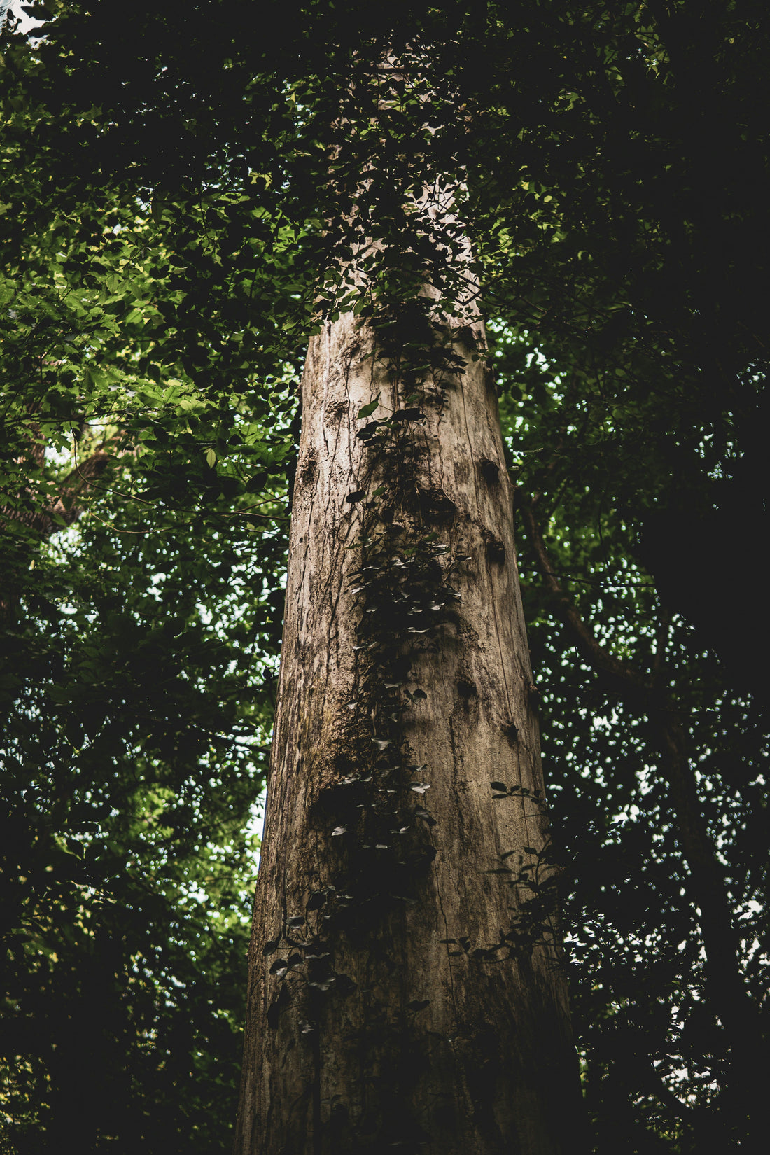 Top and Best Animation & Motion Graphics Agencies and Companies in Richmond, Virginia