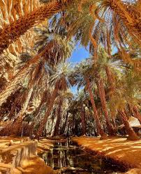 Top Portrait and Caricature Agencies in Mauritania