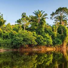 Best Twitch Management Companies in Suriname