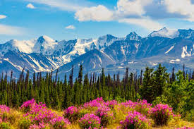 Top or Best Social Media Design Agencies and Companies in Anchorage, Alaska