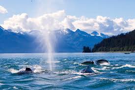 Top or Best Web & Mobile Design Agencies and Companies in Juneau, Alaska