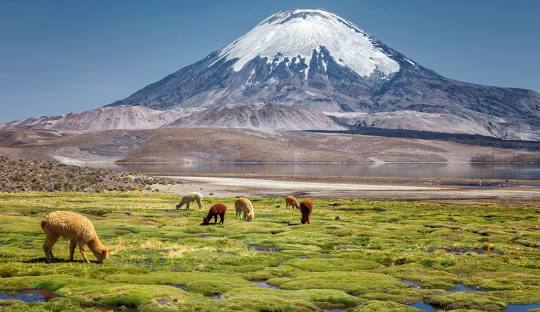 Top Social Media Management Companies in Chile