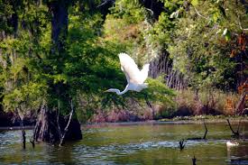 Top NFT Art Agencies in Louisiana