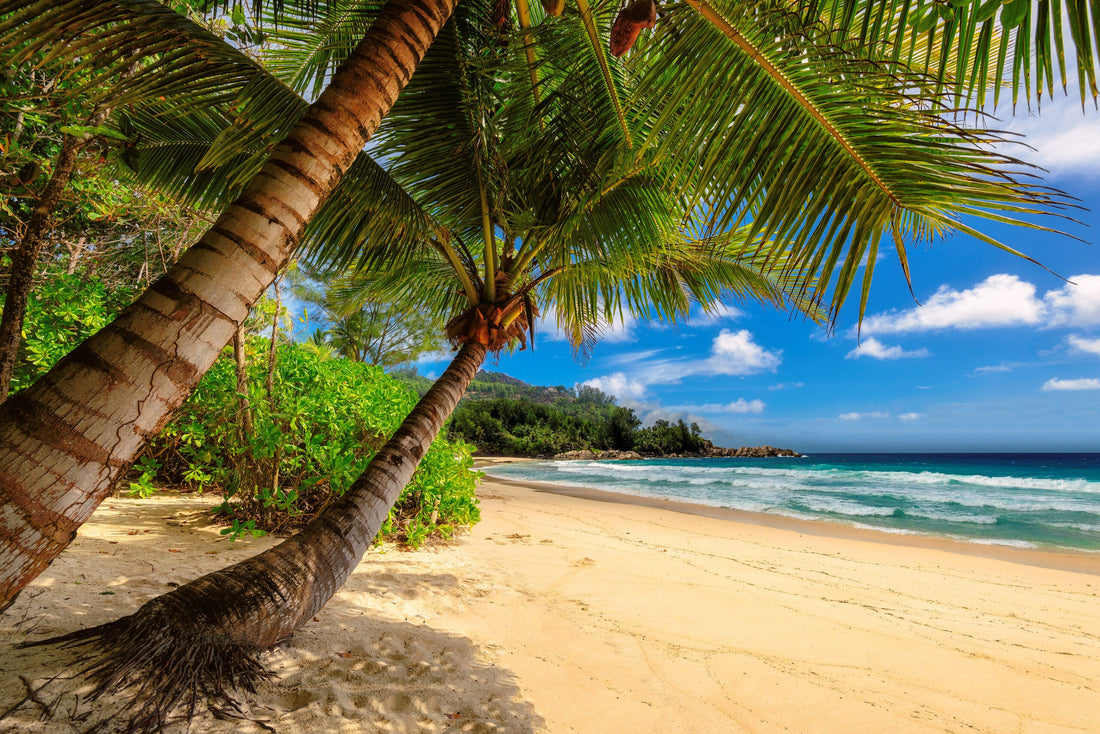 Top or Best Talent Management Agencies and Companies in Jamaica