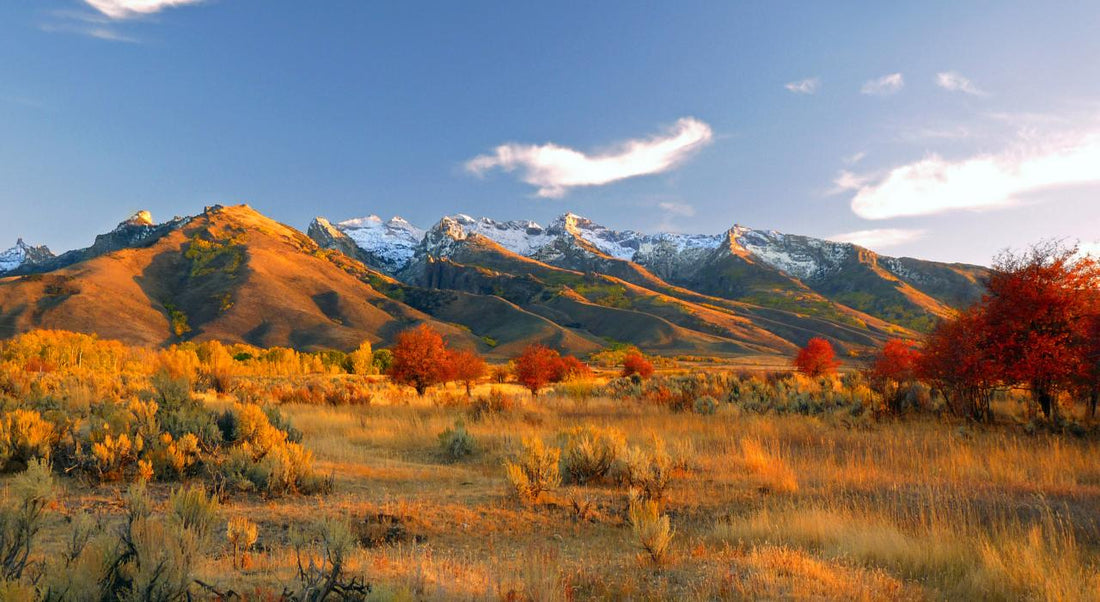 Top or Best Poster Design Agencies and Companies in Elko, Nevada