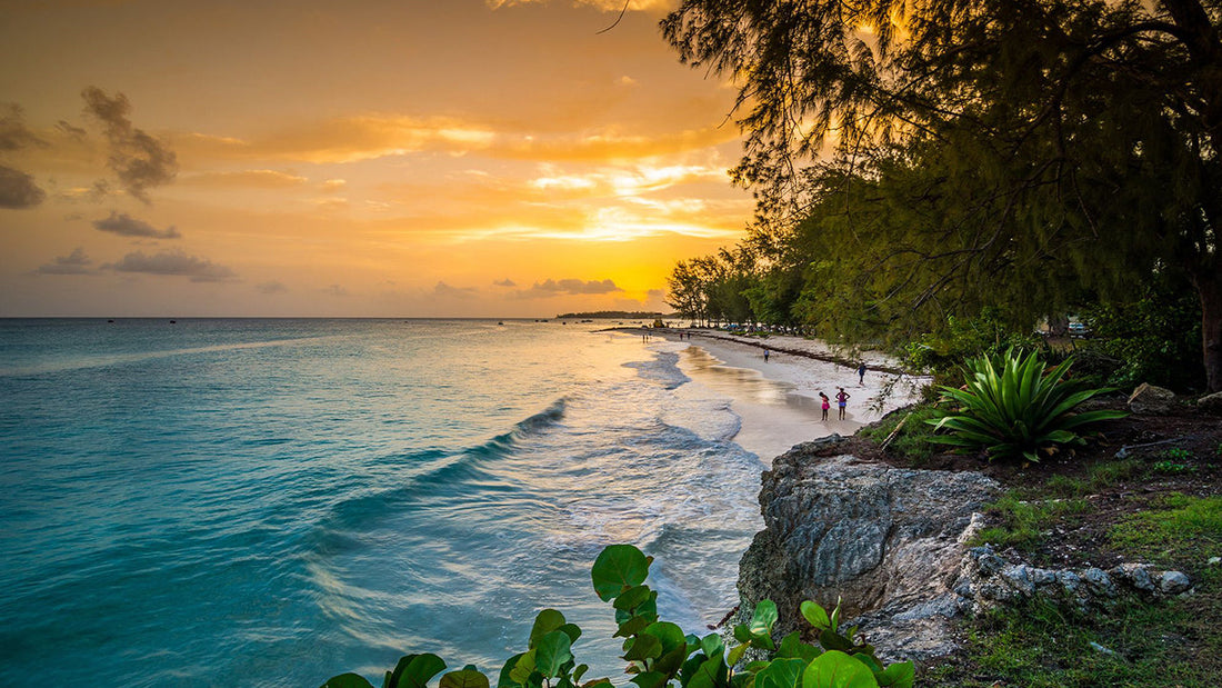 Top 5 Logo Animation Agencies in Barbados