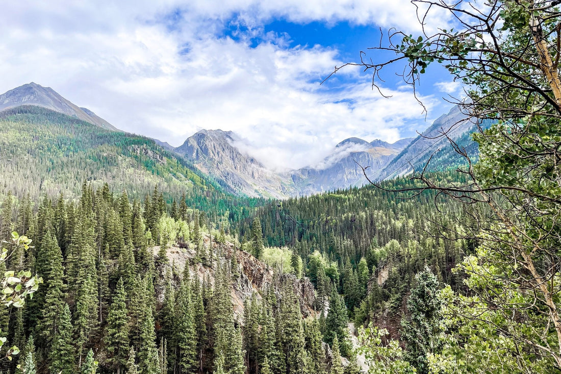 Best Mural Design Companies in Colorado