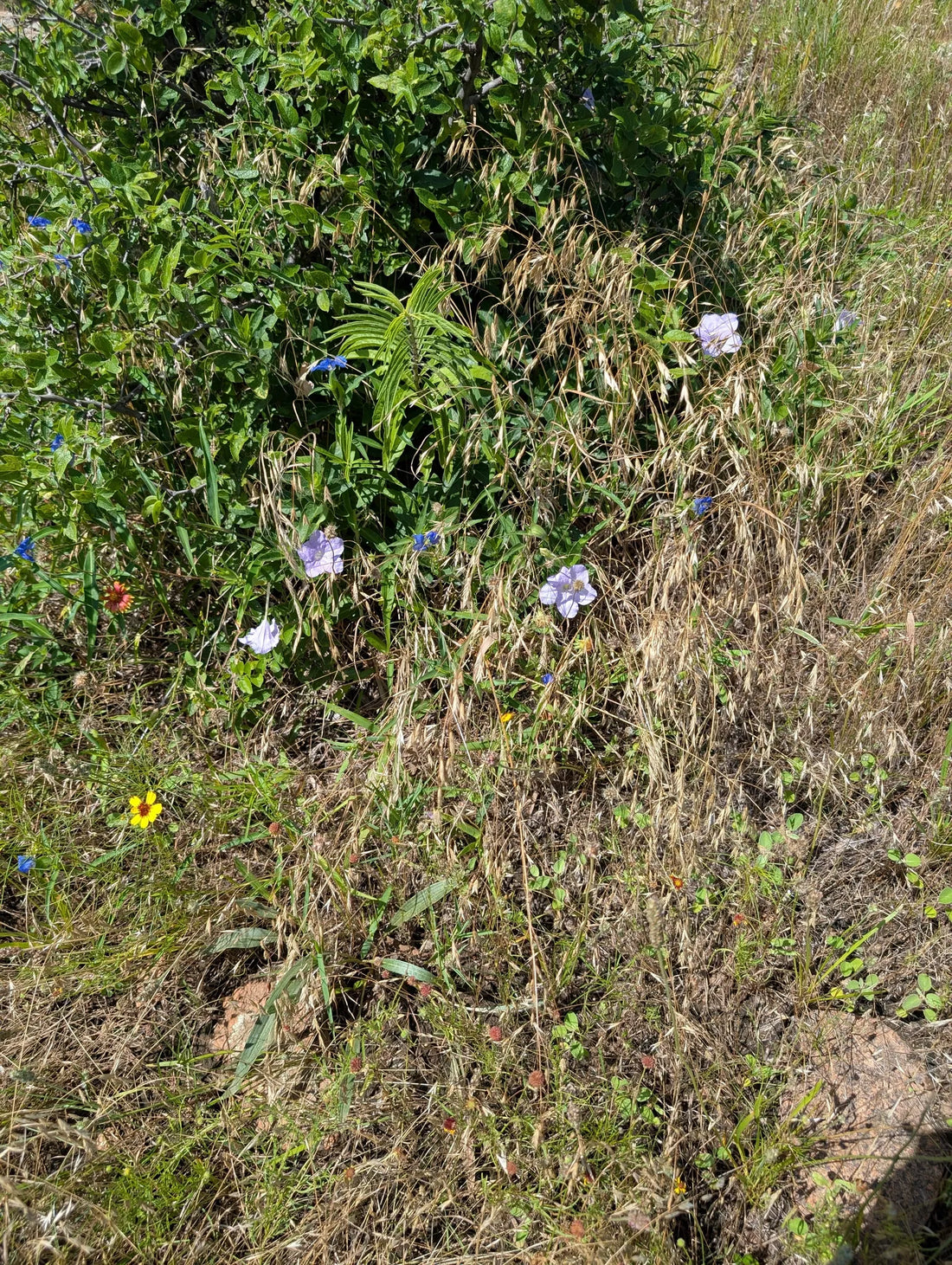 Best or Top Website Design Agencies and Companies in Mustang, Oklahoma