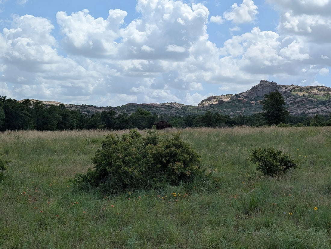 Best or Top NFT Art Agencies and Companies in Mustang, Oklahoma