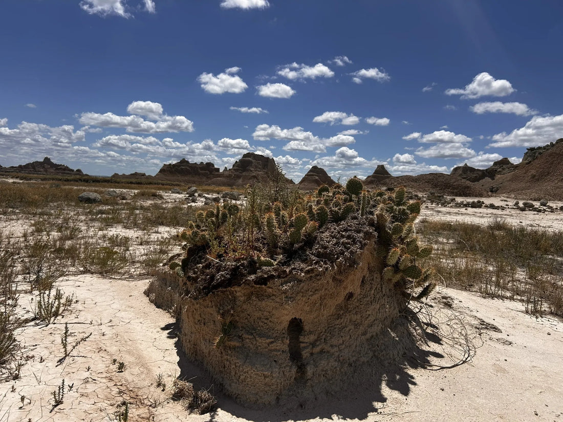 Best or Top Cartoons & Comics Agencies and Companies in Watertown, South Dakota