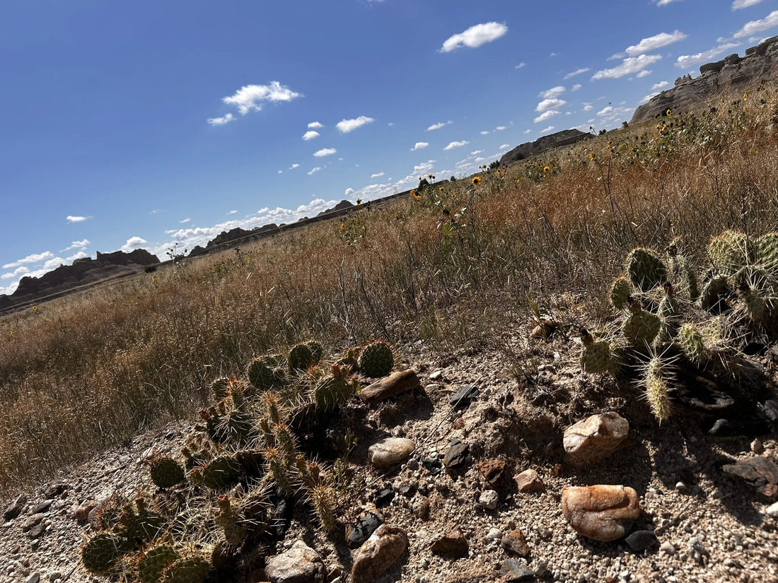 Best or Top NFT Art Agencies and Companies in Watertown, South Dakota