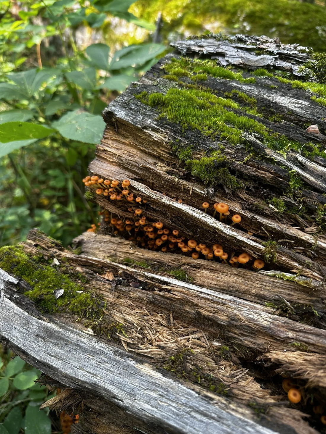 Best or Top Logo Animation Agencies and Companies in Watertown, South Dakota