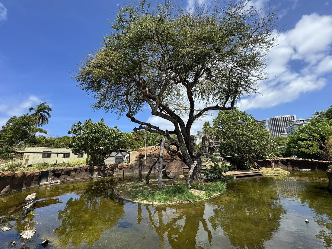 Top or Best Snapchat Management Agencies and Companies in Hawaii