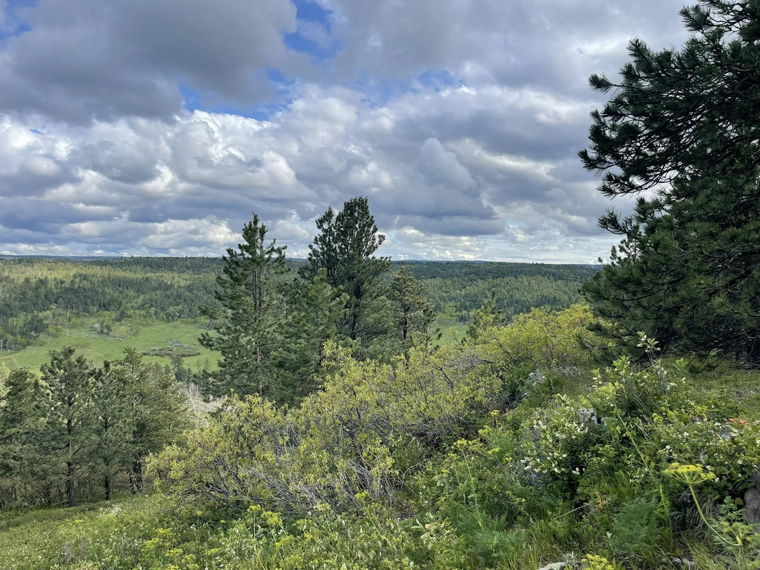 Best or Top Social Media Management Agencies and Companies in Sioux Falls, South Dakota