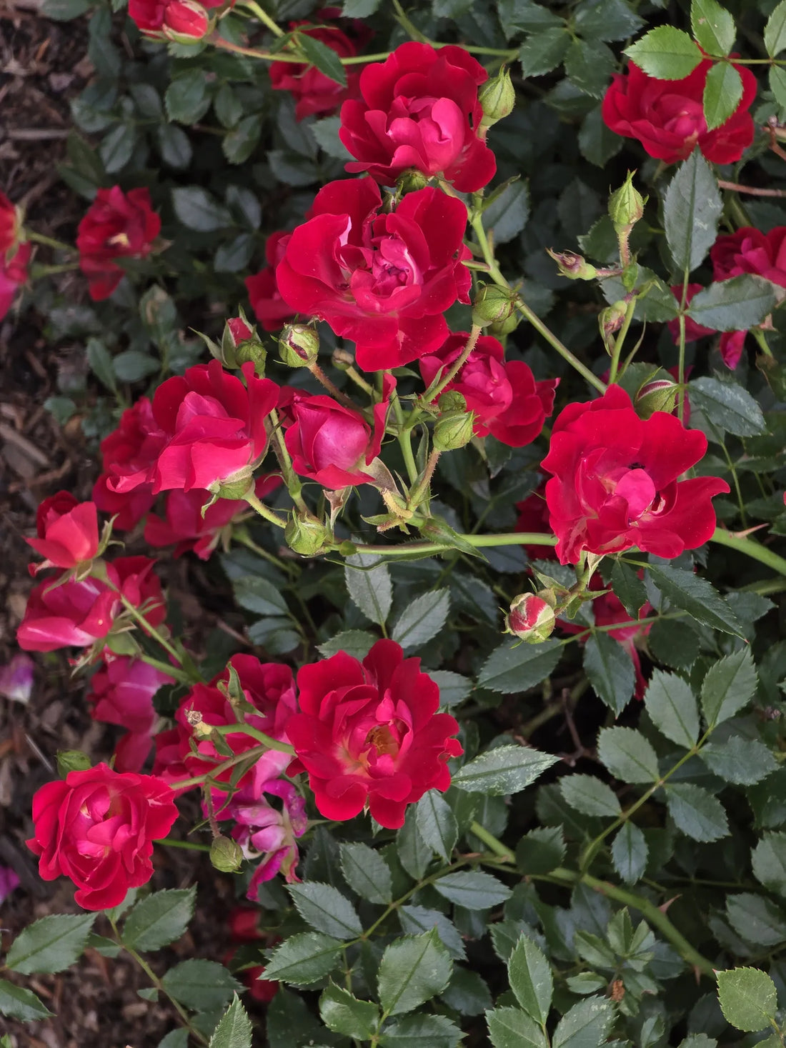 Best or Top Graphic Design Subscription Agencies and Companies in Edison, New Jersey