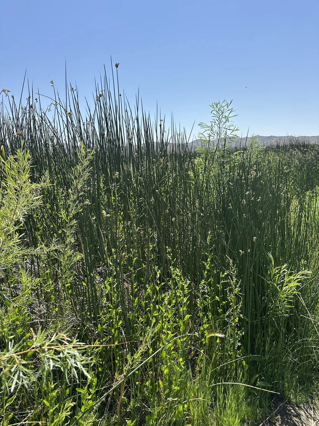 Best or Top LinkedIn Management Agencies and Companies in Reno, Nevada